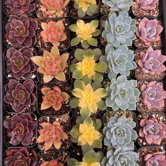 Colorful Assorted 2" Succulents- Decorative Plants for Home Decor