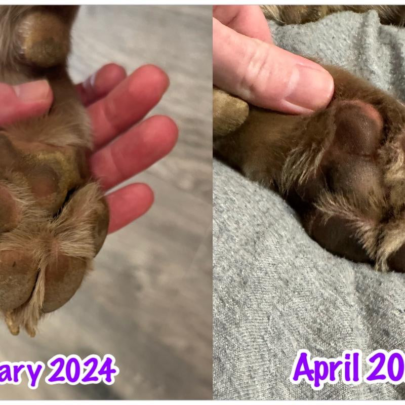 Pawsitive Pad Balm for Dogs