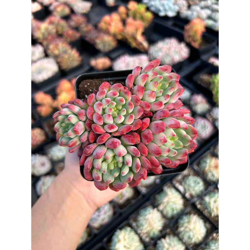 Echeveria "Blue Elf" Aka "Blue Apple" (Cluster May Fall Apart)- April Farm/Rare Succulents