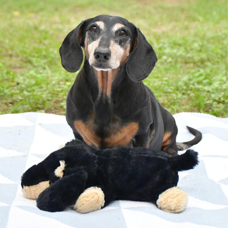 Sleeping Booties - the Weens X Patchwork Pet - Super Soft Plush Dog Toy, Squeaky, Crinkly Sound, Dachshund Plushie - 12"