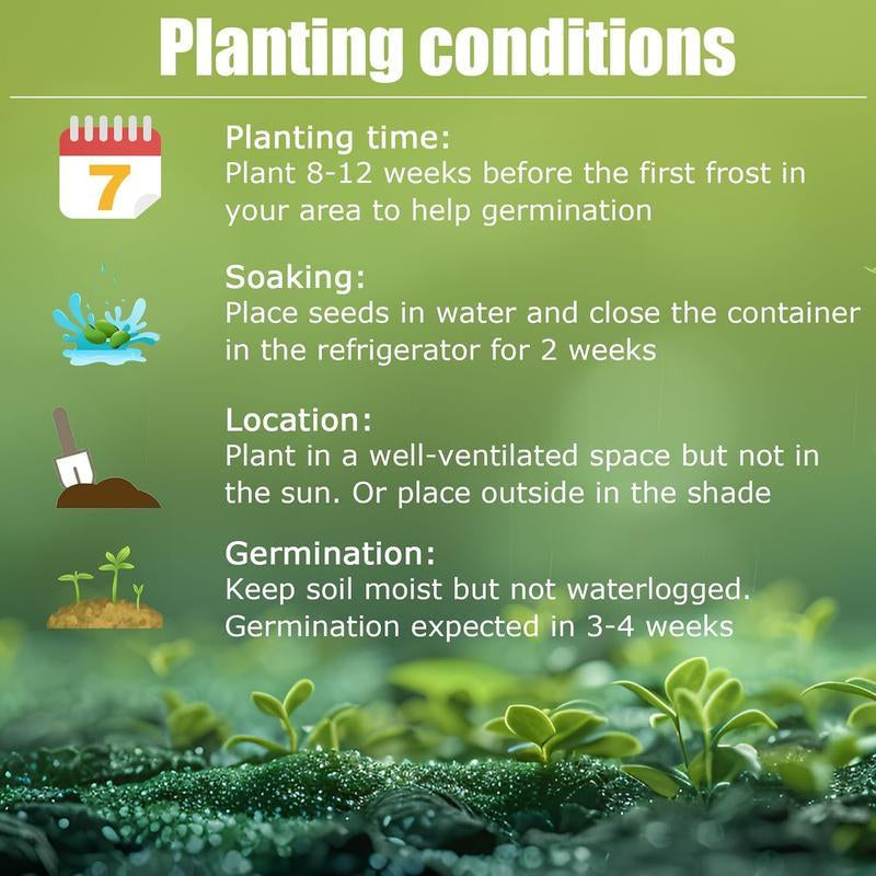 Rare Hosta Flower Seeds for Perennial Shade Garden Ornamental Foliage for Landscaping Outdoor