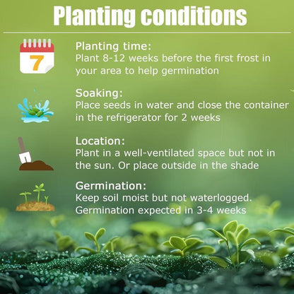 Rare Hosta Flower Seeds for Perennial Shade Garden Ornamental Foliage for Landscaping Outdoor