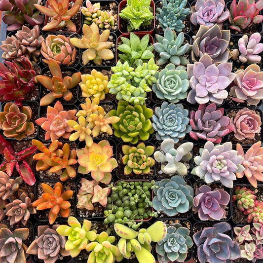 Colorful Assorted 2" Succulents- Decorative Plants for Home Decor