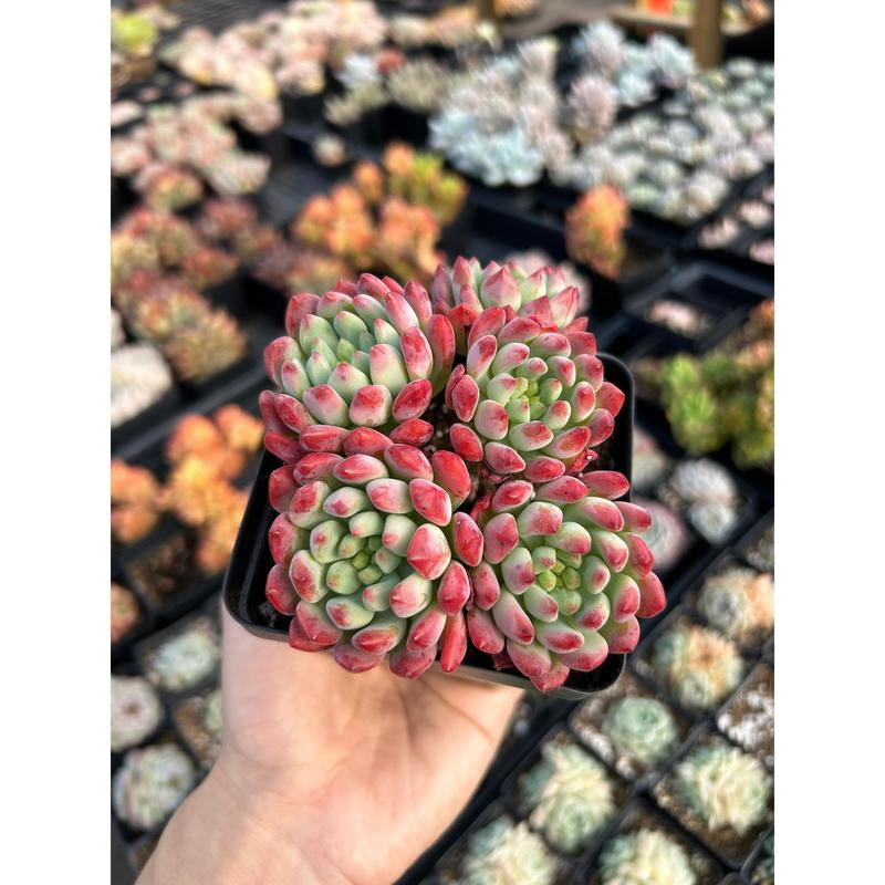 Echeveria "Blue Elf" Aka "Blue Apple" (Cluster May Fall Apart)- April Farm/Rare Succulents