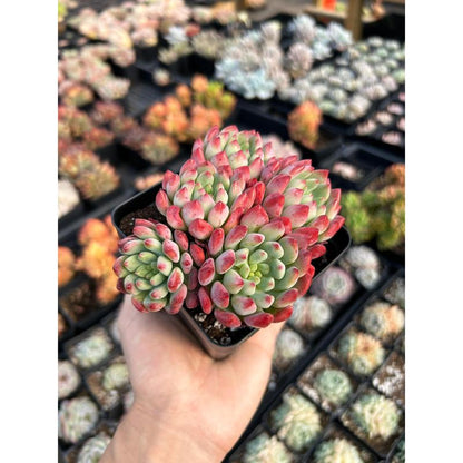 Echeveria "Blue Elf" Aka "Blue Apple" (Cluster May Fall Apart)- April Farm/Rare Succulents